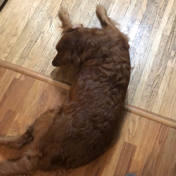 Meet your Posher, Zachary - Picture 1 of 1